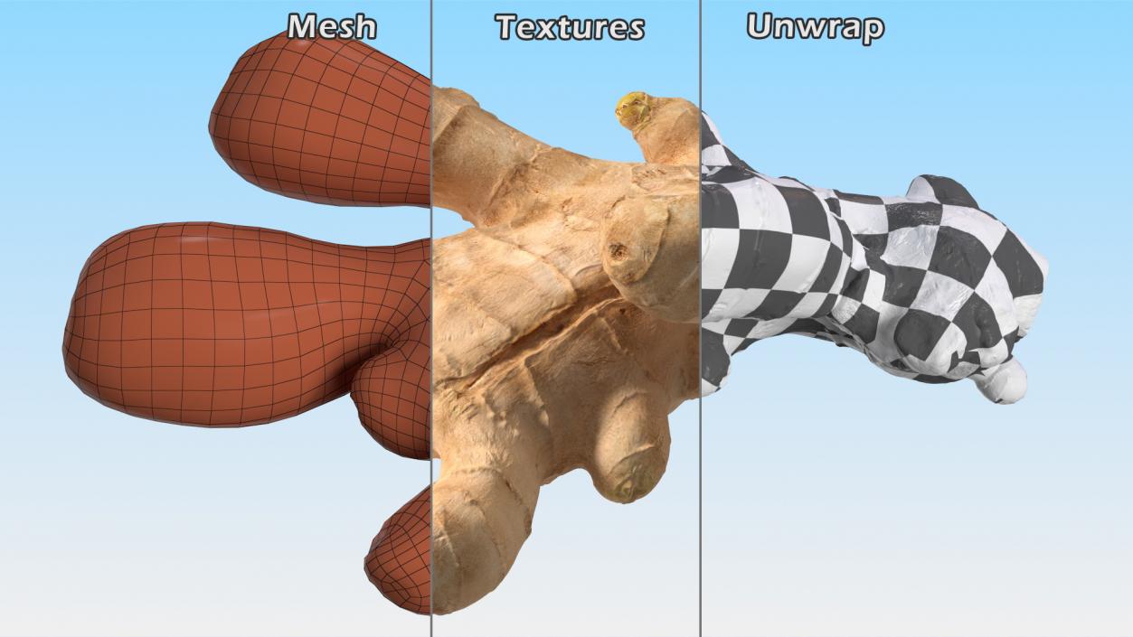 3D model Raw Ginger Root