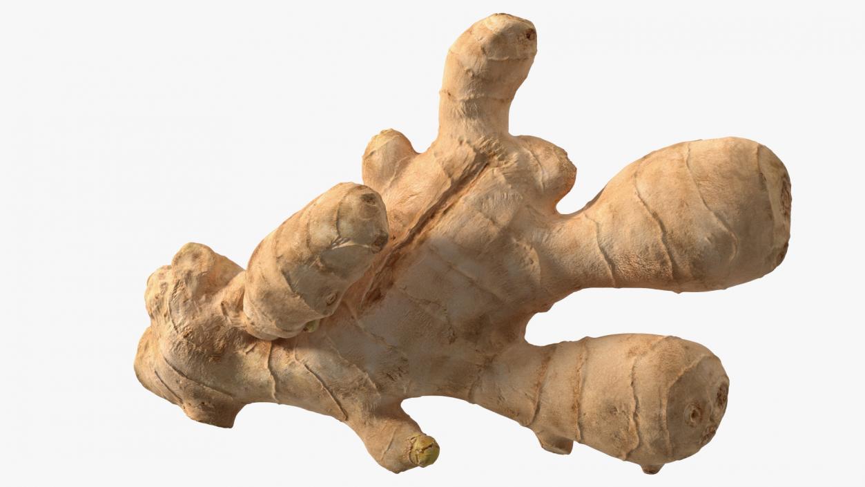 3D model Raw Ginger Root