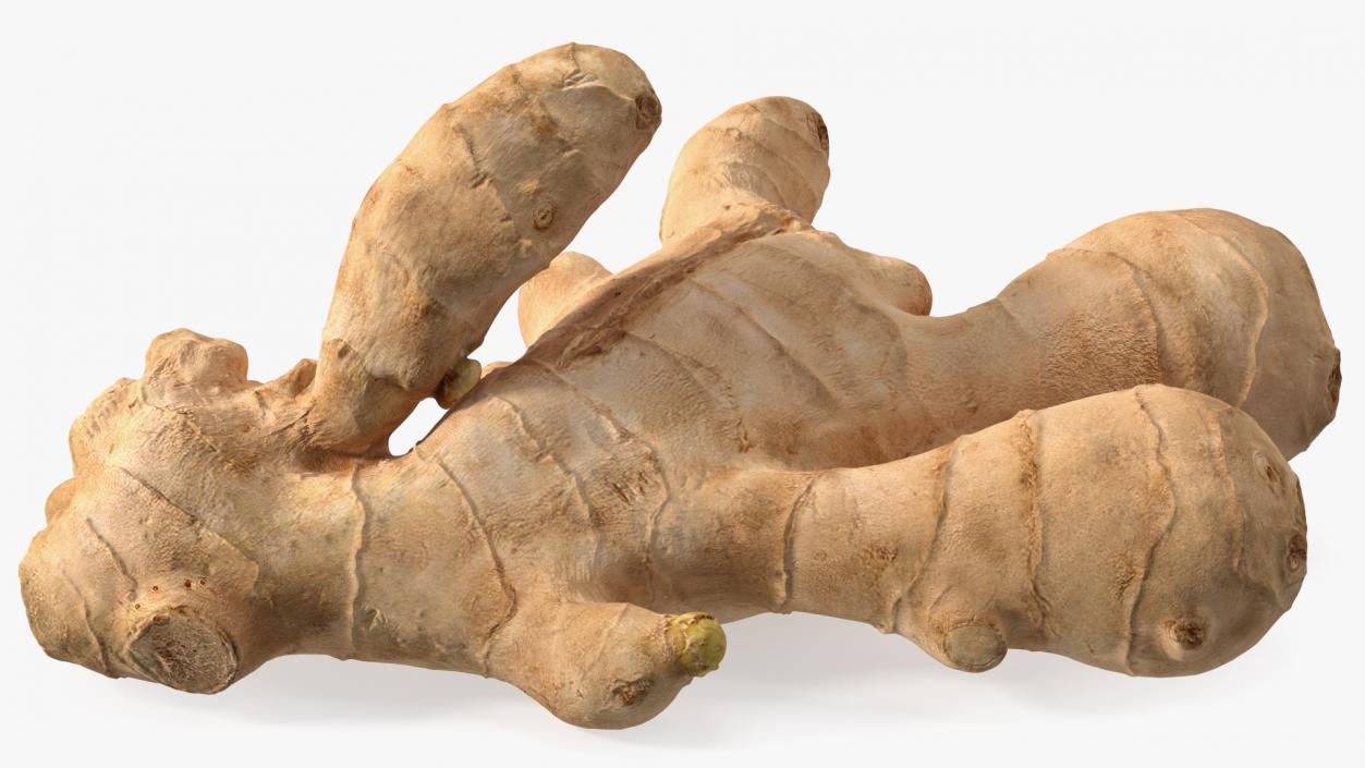 3D model Raw Ginger Root