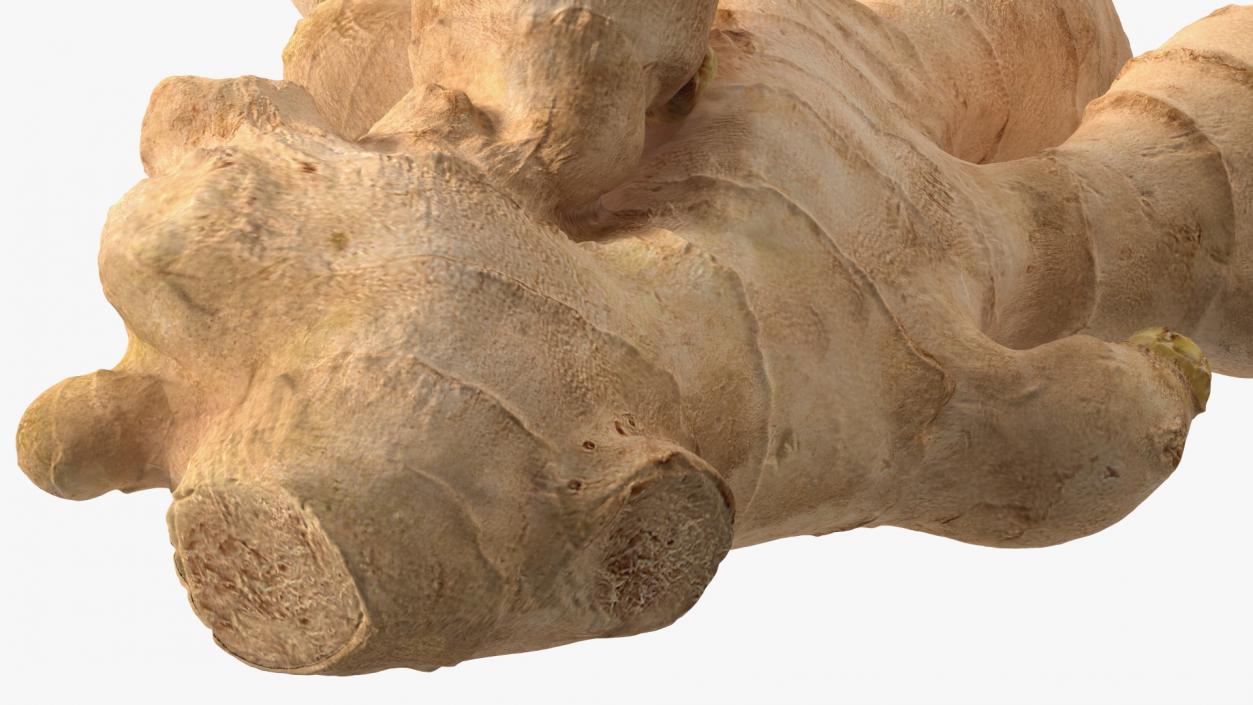 3D model Raw Ginger Root