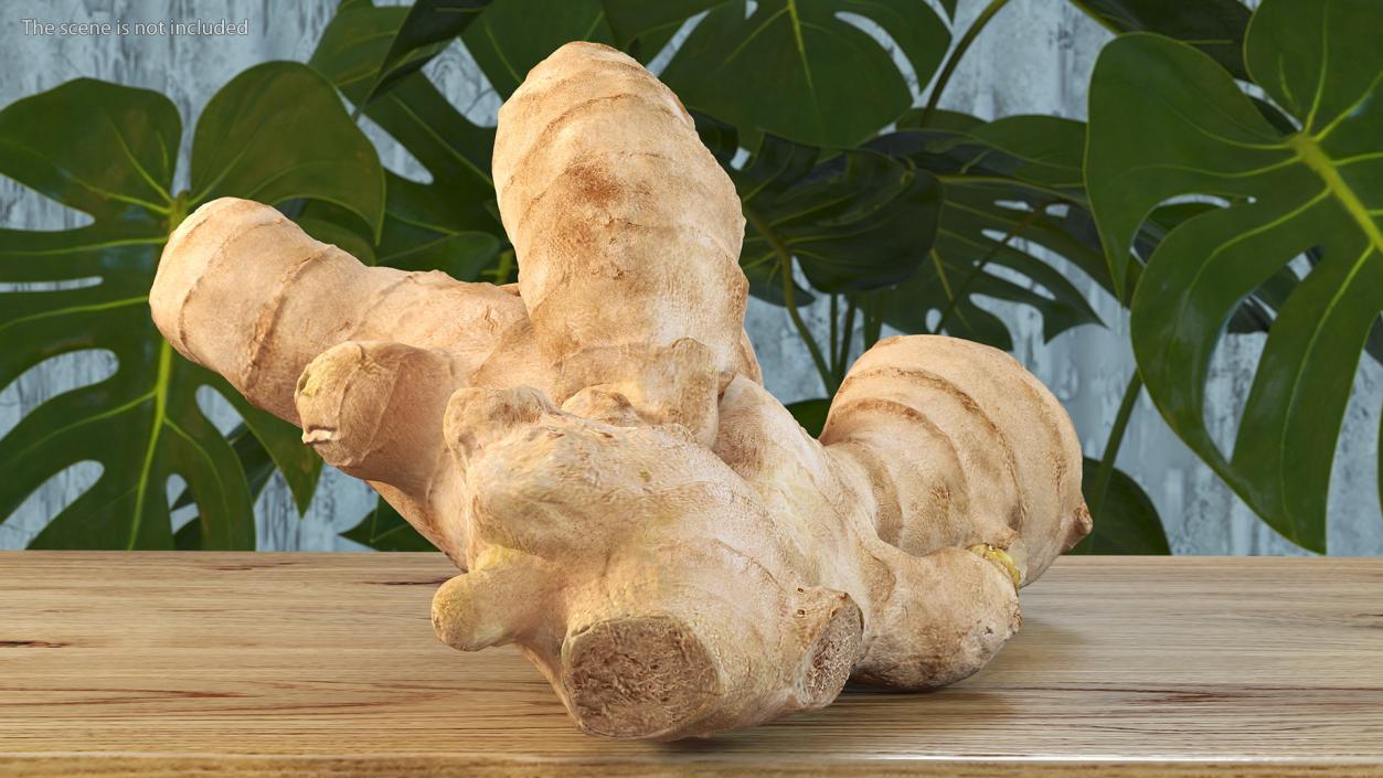 3D model Raw Ginger Root