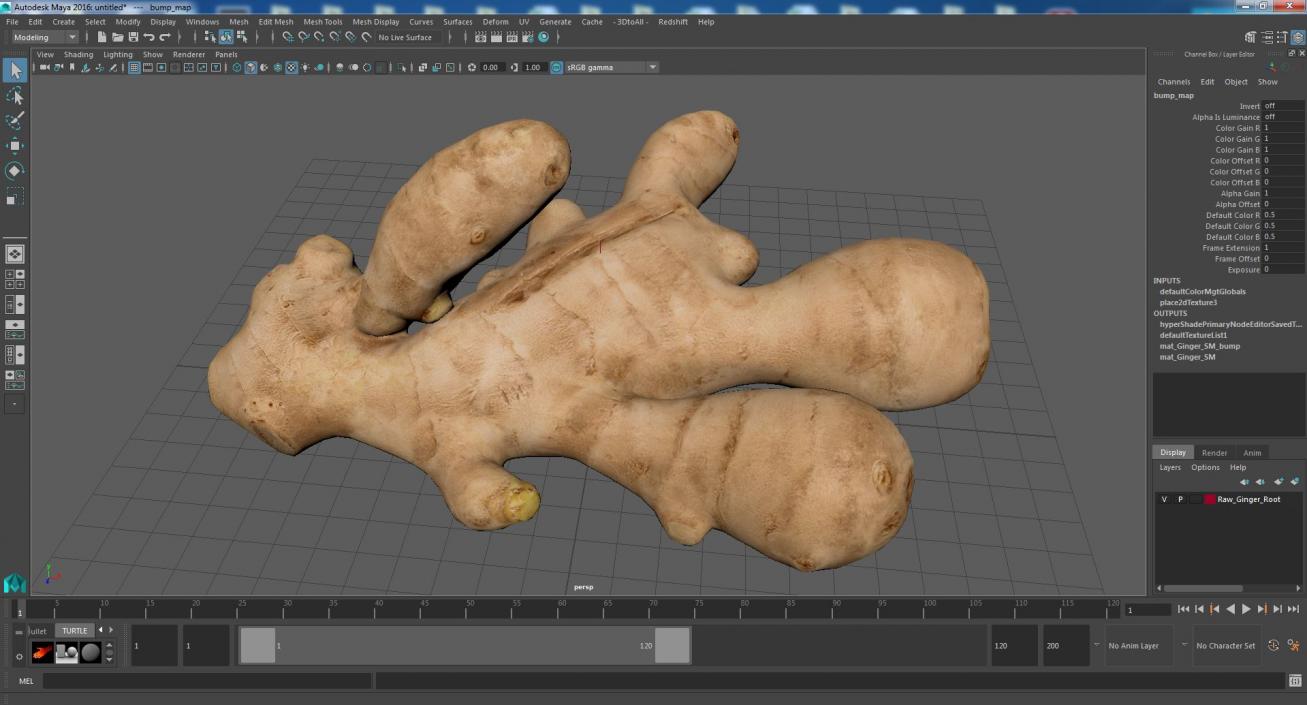 3D model Raw Ginger Root