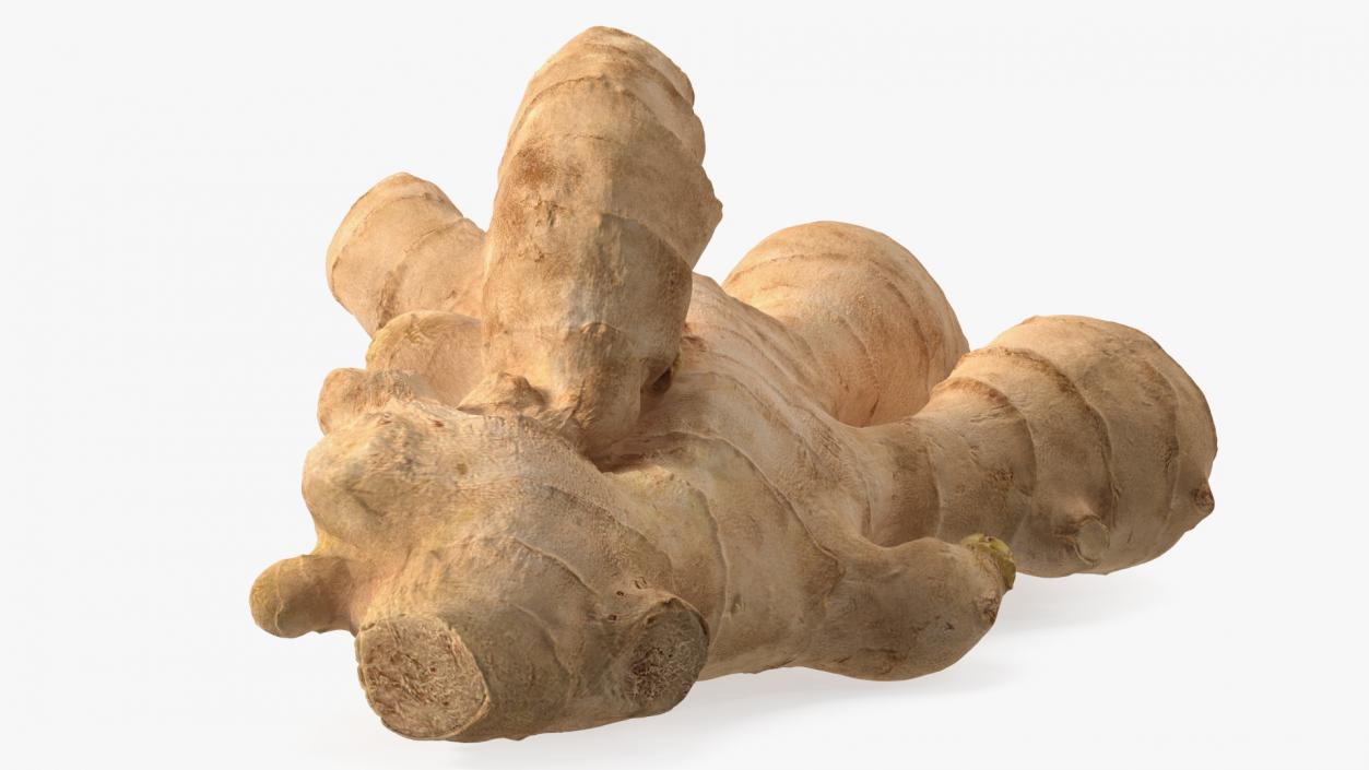 3D model Raw Ginger Root