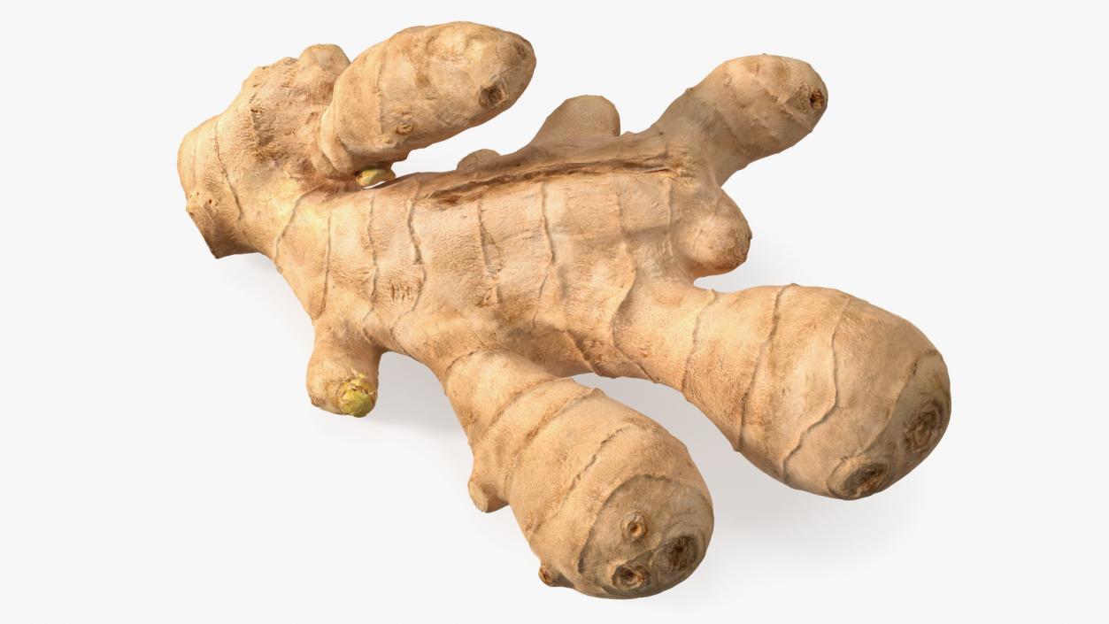 3D model Raw Ginger Root