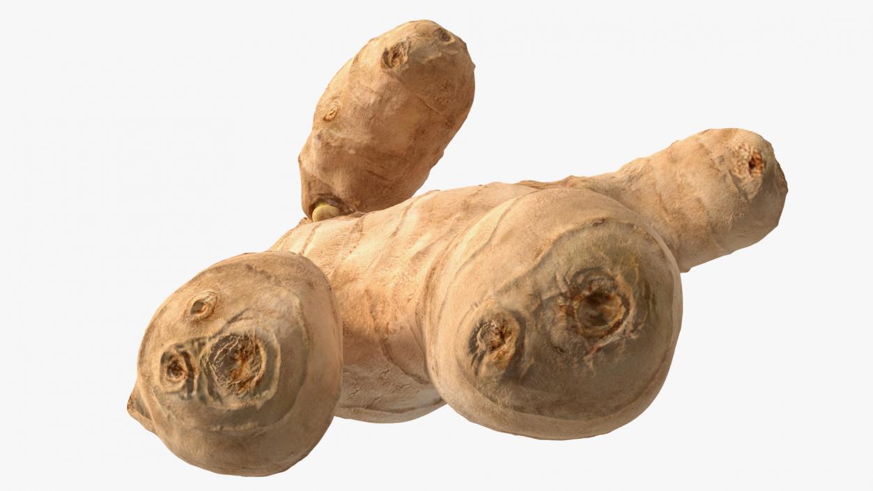 3D model Raw Ginger Root