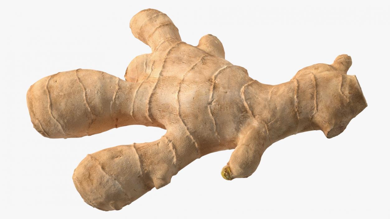 3D model Raw Ginger Root