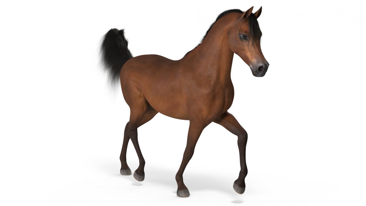 3D Walking Arabian Horse Brown Fur