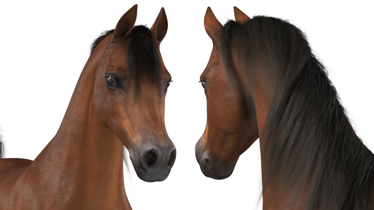 3D Walking Arabian Horse Brown Fur