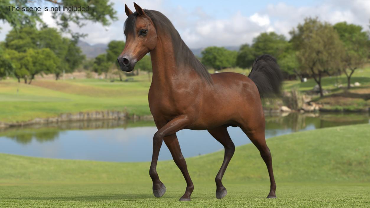 3D Walking Arabian Horse Brown Fur