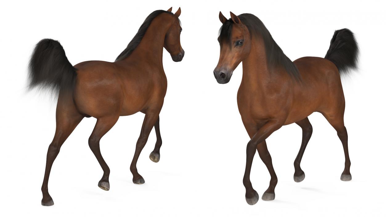 3D Walking Arabian Horse Brown Fur