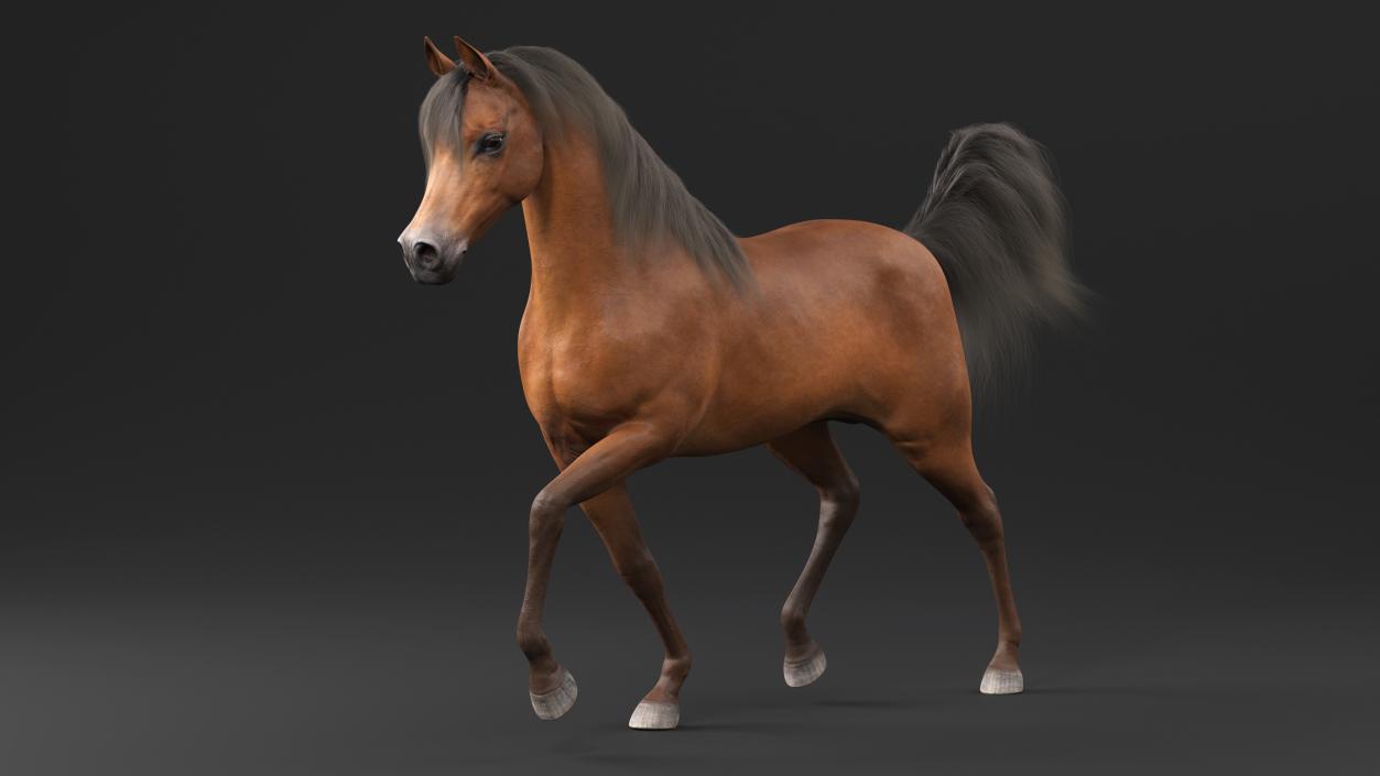 3D Walking Arabian Horse Brown Fur