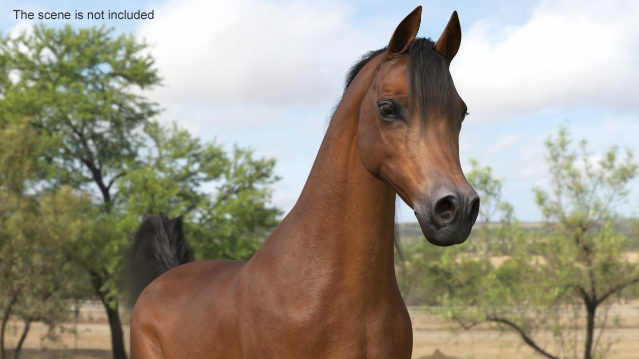 3D Walking Arabian Horse Brown Fur