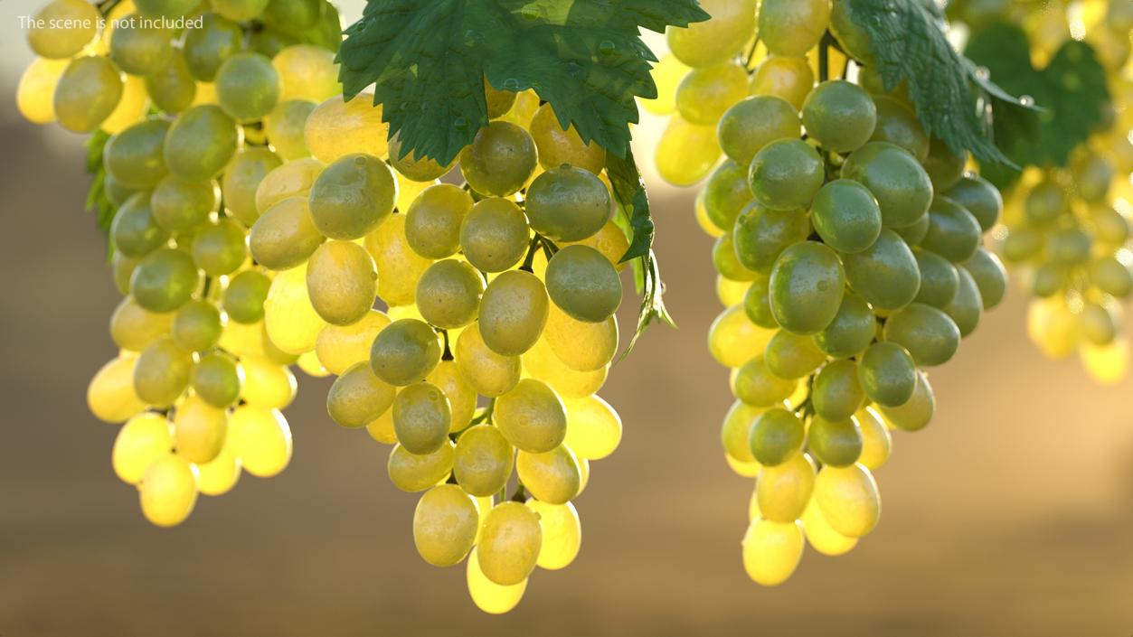 3D Bunch of Green Grapes