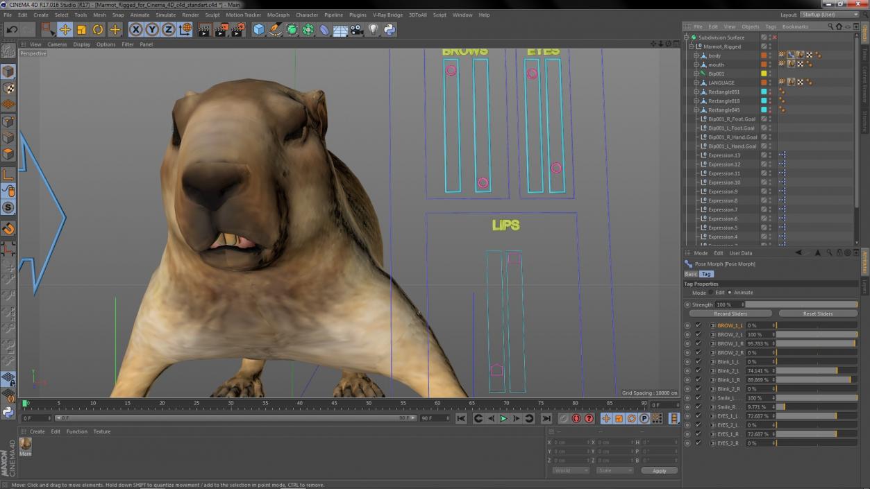 Marmot Rigged for Cinema 4D 3D