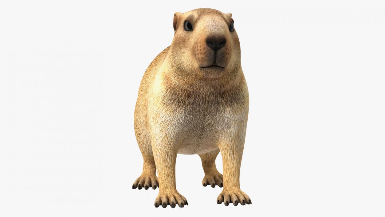 Marmot Rigged for Cinema 4D 3D