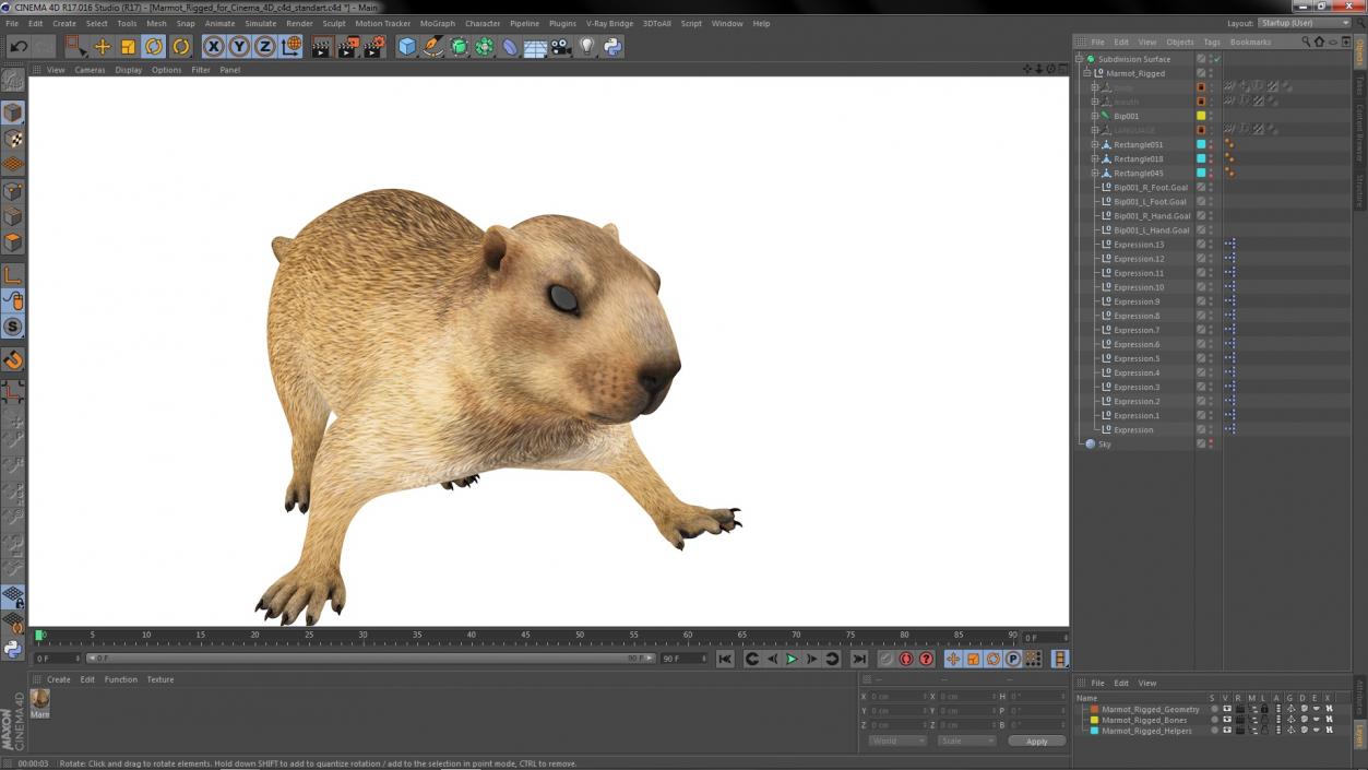 Marmot Rigged for Cinema 4D 3D