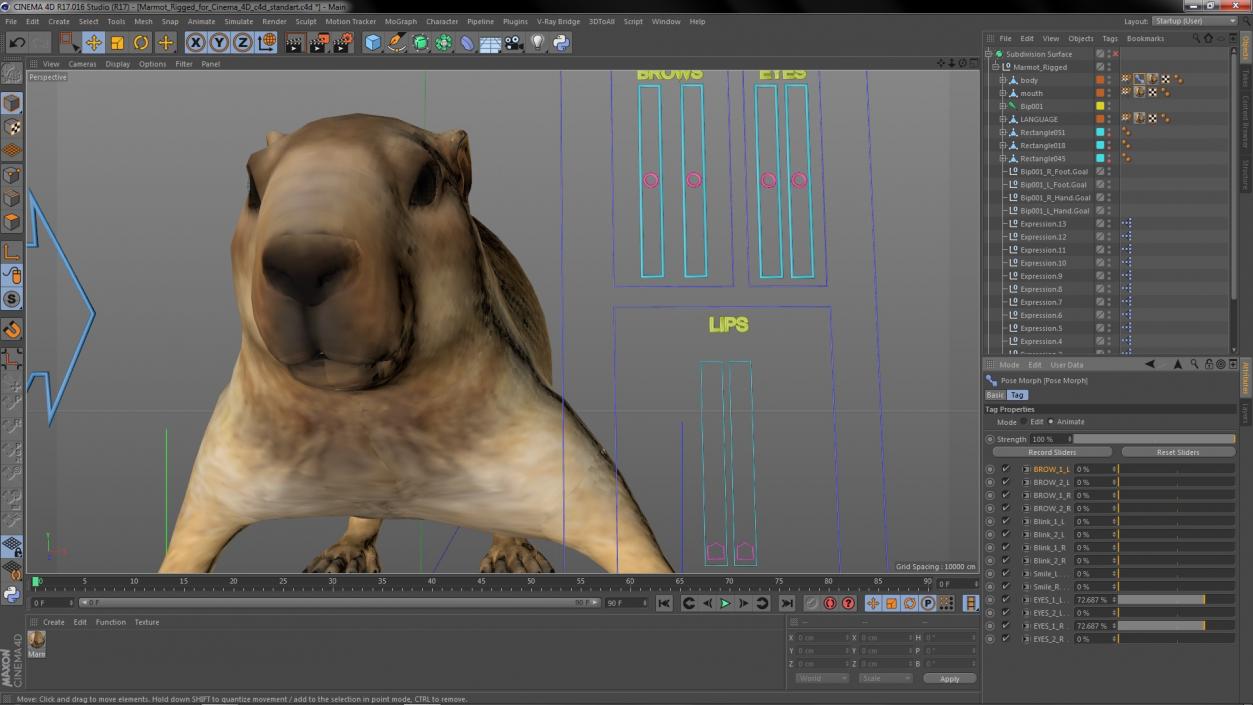 Marmot Rigged for Cinema 4D 3D