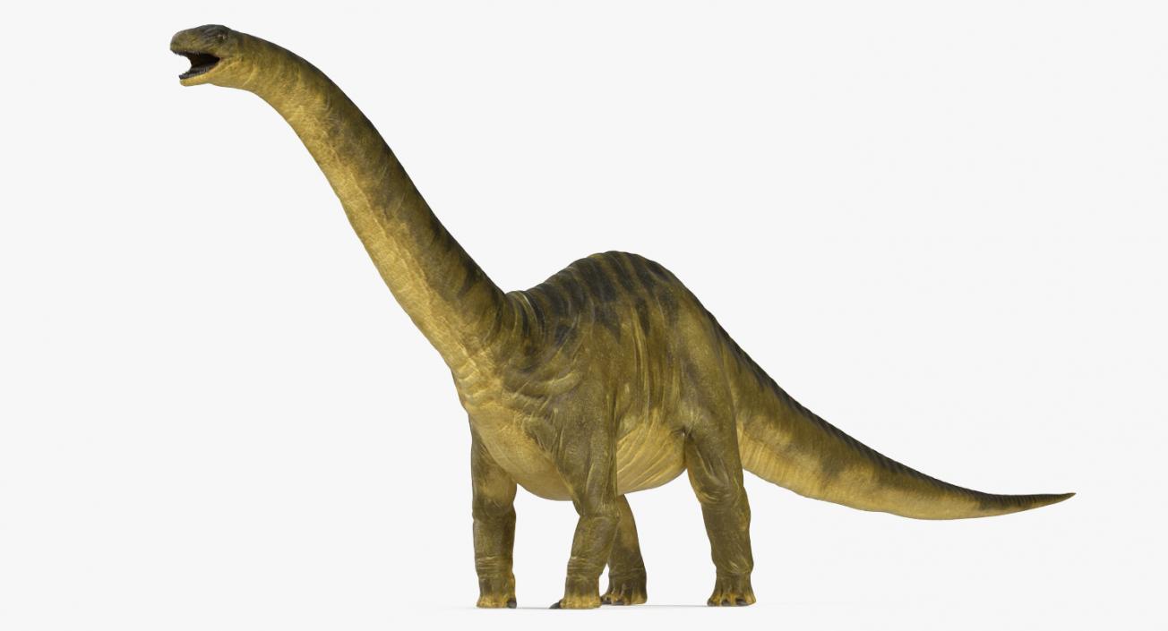 3D model Apatosaurus Dinosaur