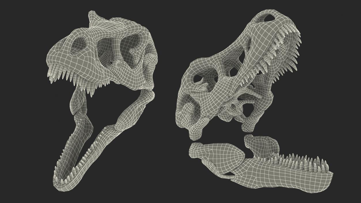 3D T Rex Skull Fossil model