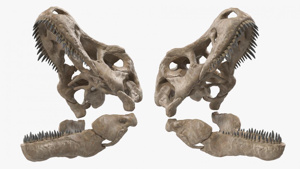 3D T Rex Skull Fossil model