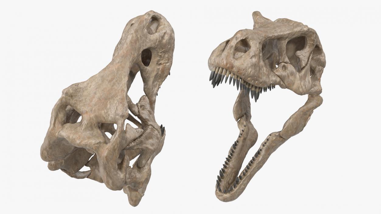 3D T Rex Skull Fossil model