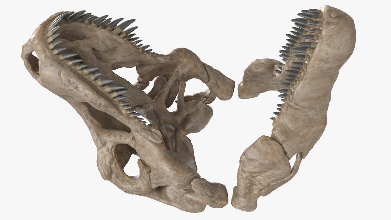 3D T Rex Skull Fossil model