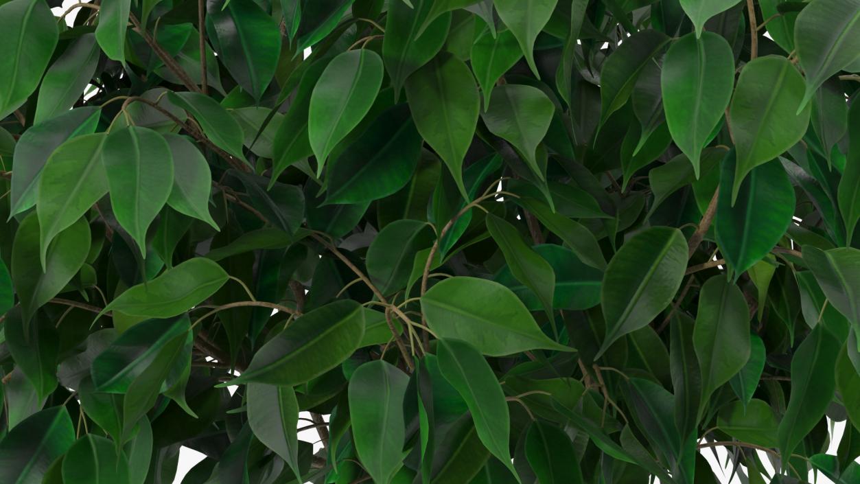 Ficus Benjamina Weeping Fig Tree in Pot 3D model