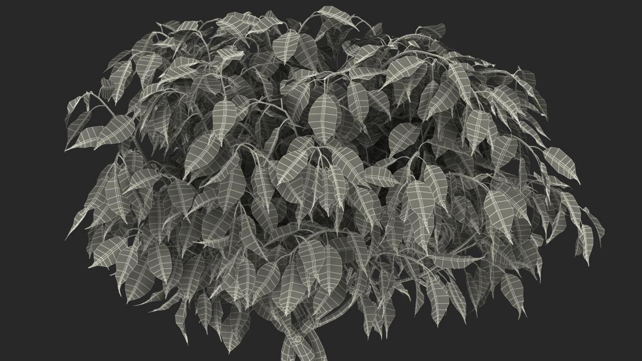 Ficus Benjamina Weeping Fig Tree in Pot 3D model