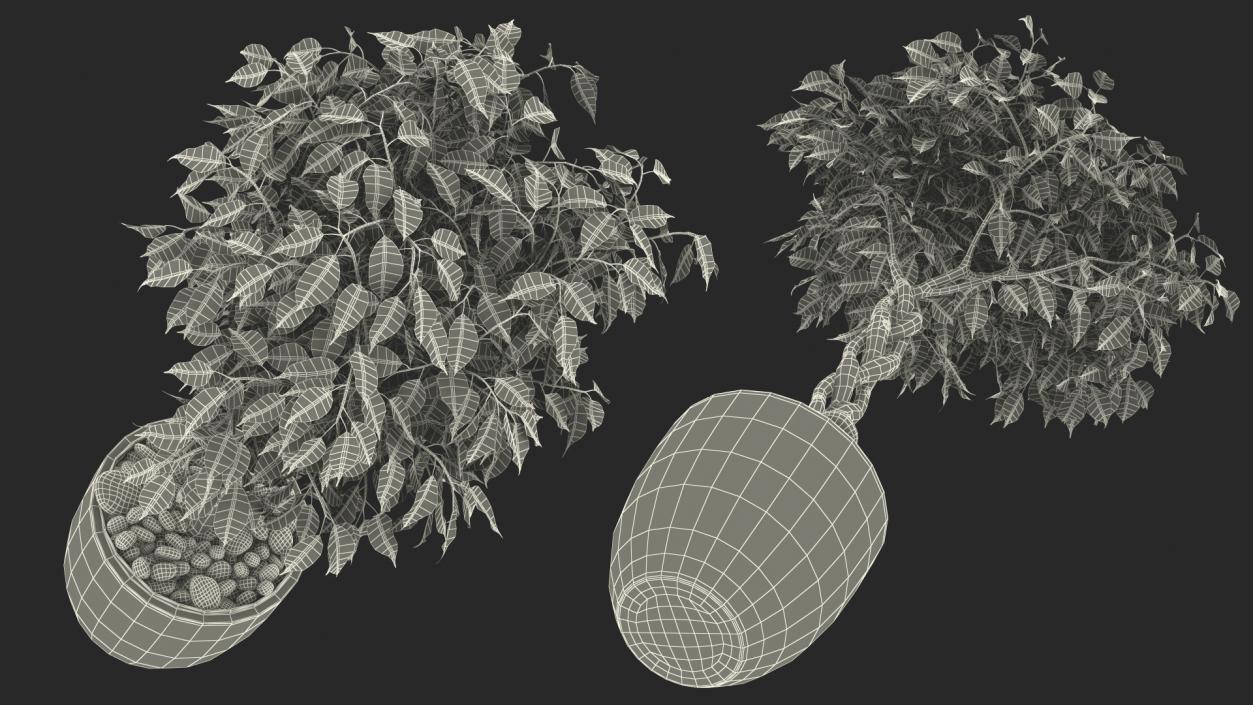 Ficus Benjamina Weeping Fig Tree in Pot 3D model