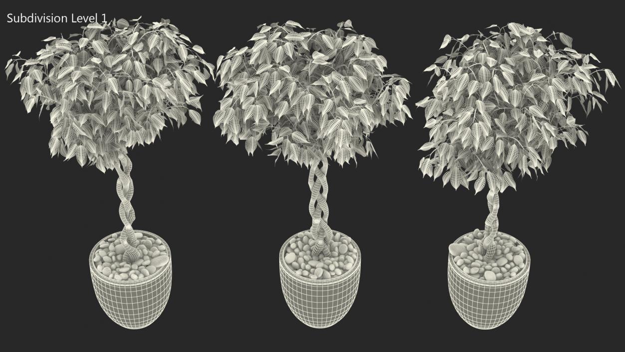 Ficus Benjamina Weeping Fig Tree in Pot 3D model