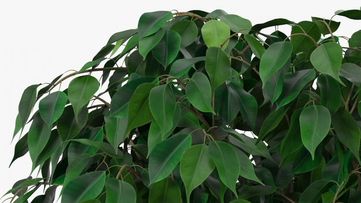 Ficus Benjamina Weeping Fig Tree in Pot 3D model