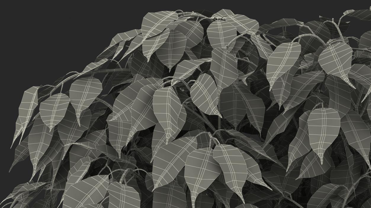 Ficus Benjamina Weeping Fig Tree in Pot 3D model