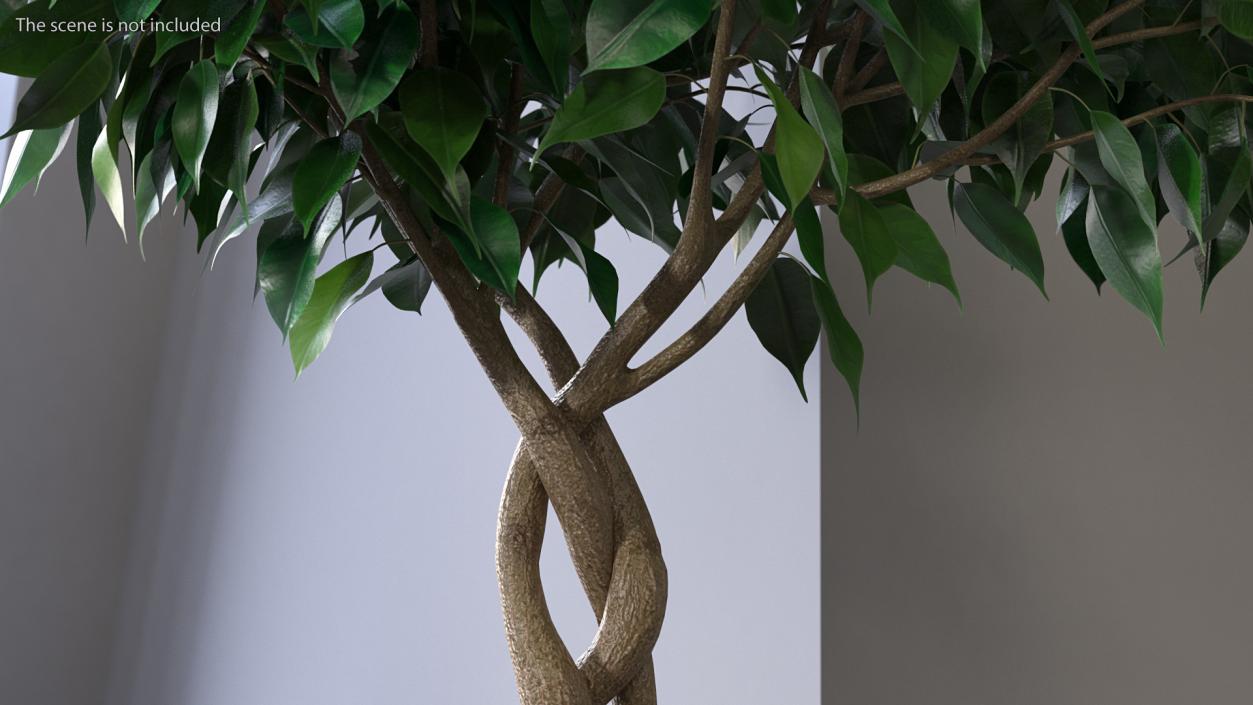 Ficus Benjamina Weeping Fig Tree in Pot 3D model