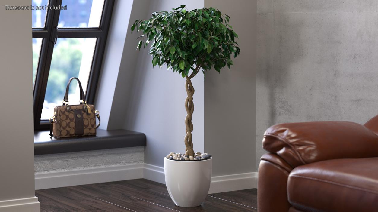 Ficus Benjamina Weeping Fig Tree in Pot 3D model