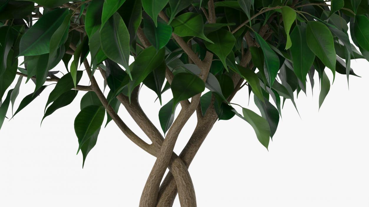 Ficus Benjamina Weeping Fig Tree in Pot 3D model