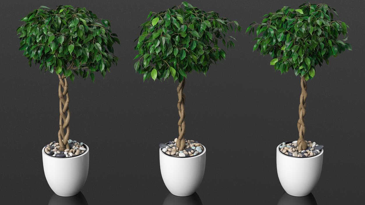 Ficus Benjamina Weeping Fig Tree in Pot 3D model