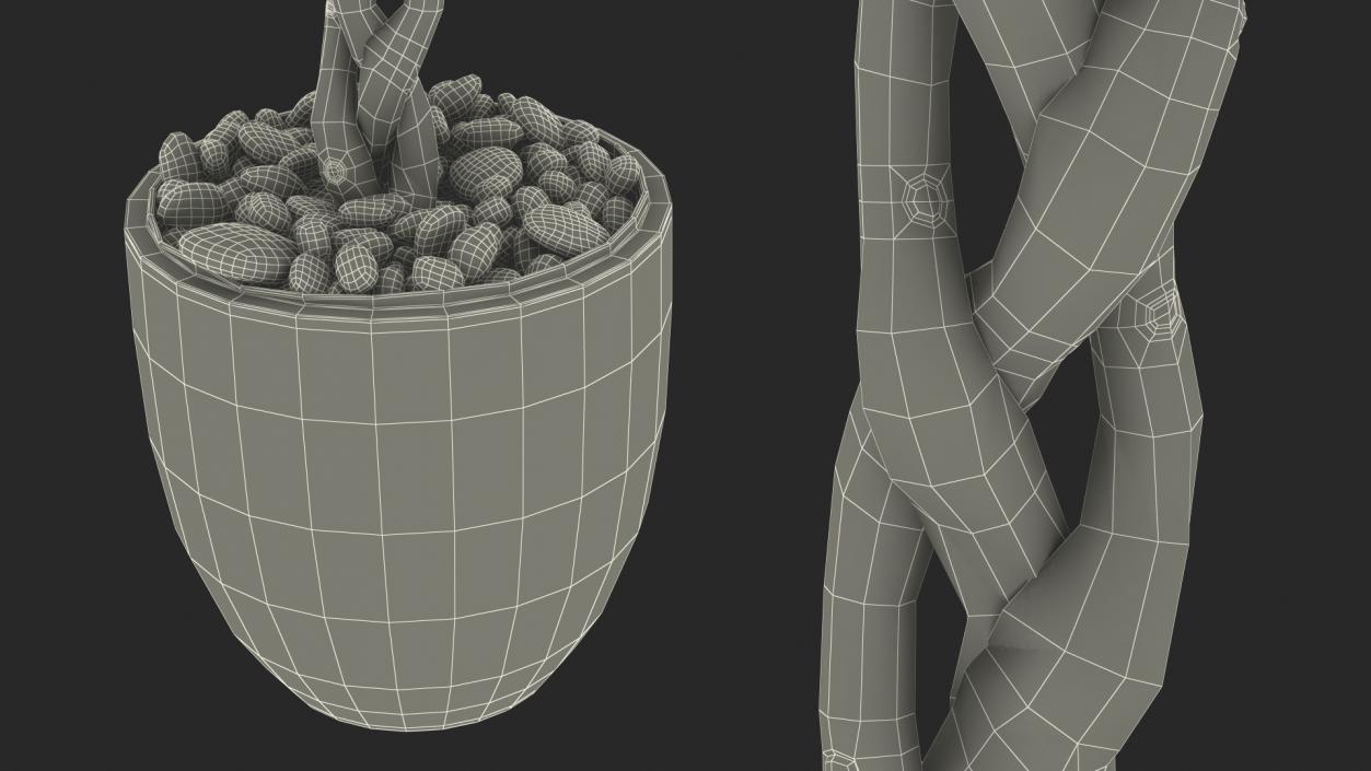 Ficus Benjamina Weeping Fig Tree in Pot 3D model