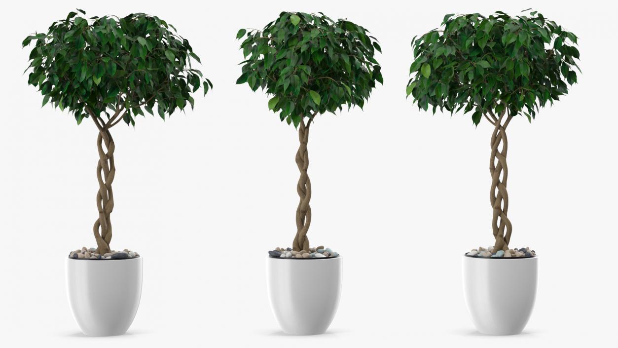 Ficus Benjamina Weeping Fig Tree in Pot 3D model