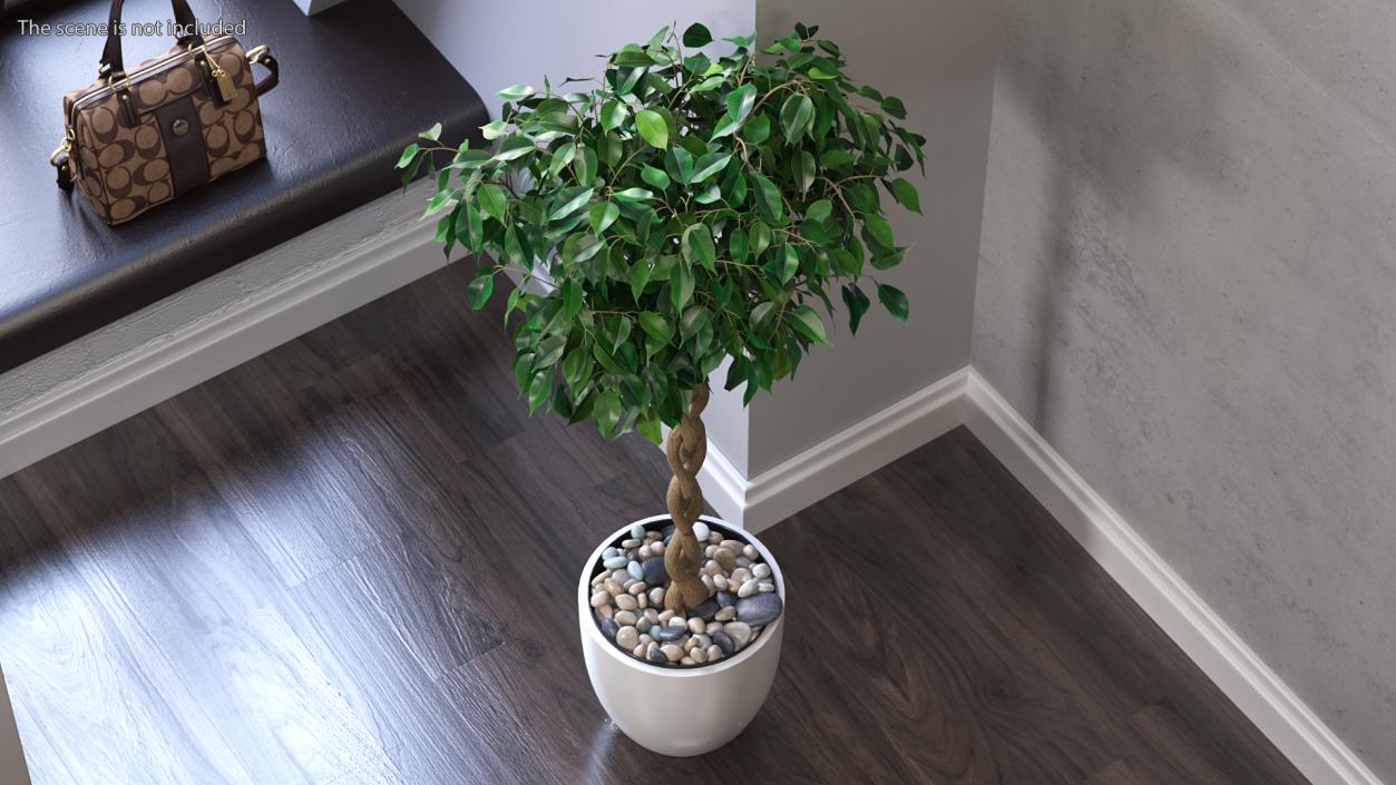 Ficus Benjamina Weeping Fig Tree in Pot 3D model