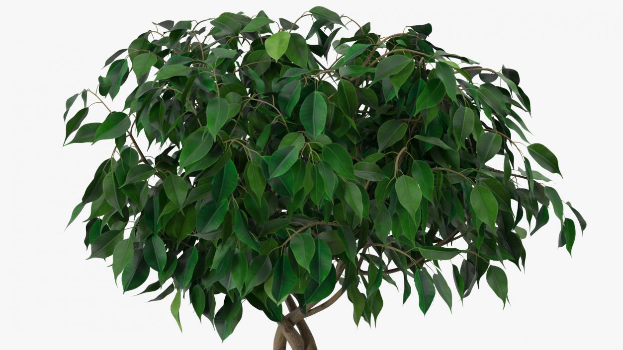 Ficus Benjamina Weeping Fig Tree in Pot 3D model