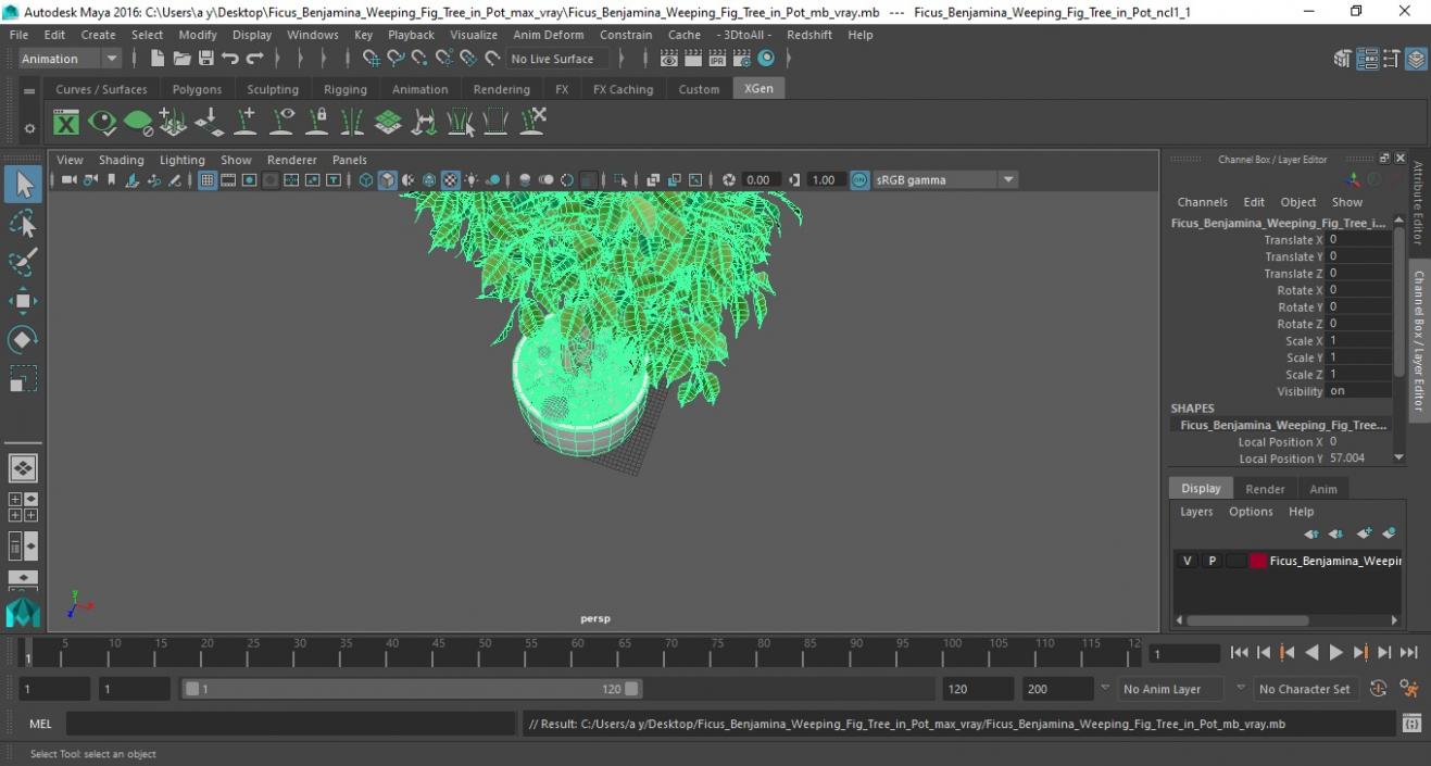 Ficus Benjamina Weeping Fig Tree in Pot 3D model