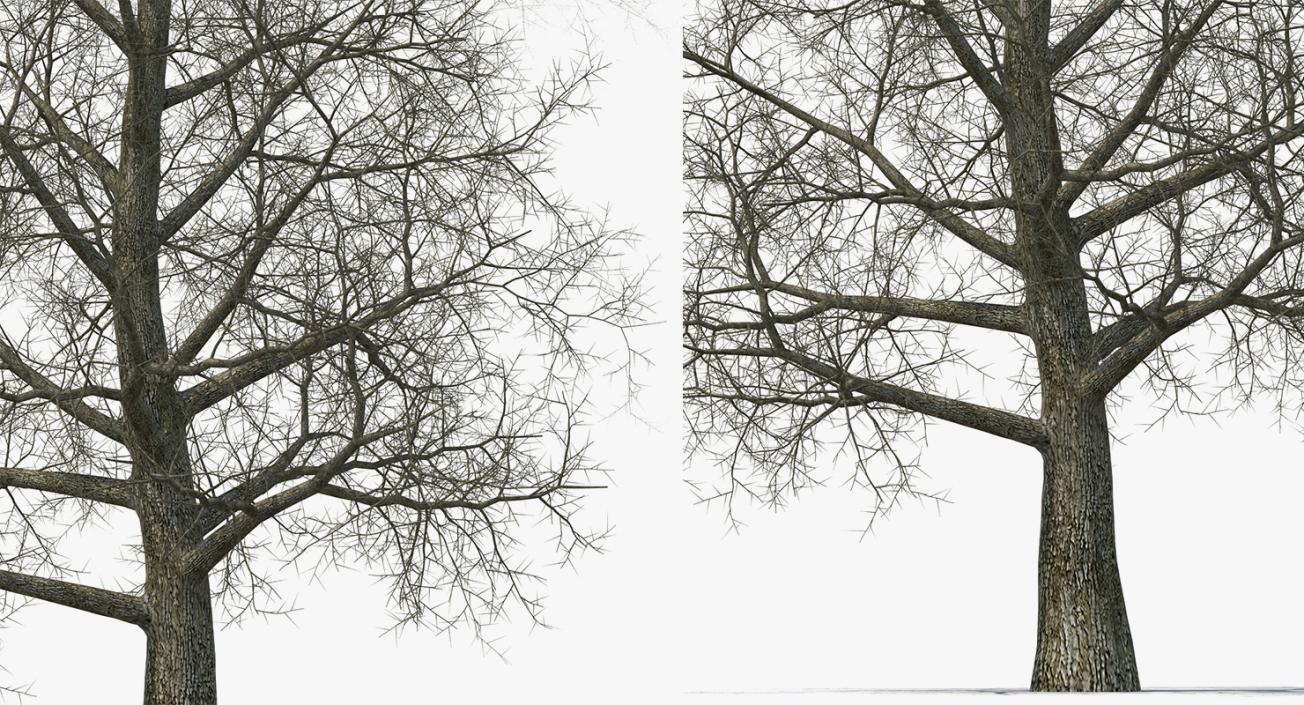 3D model Winter Trees Collection 2