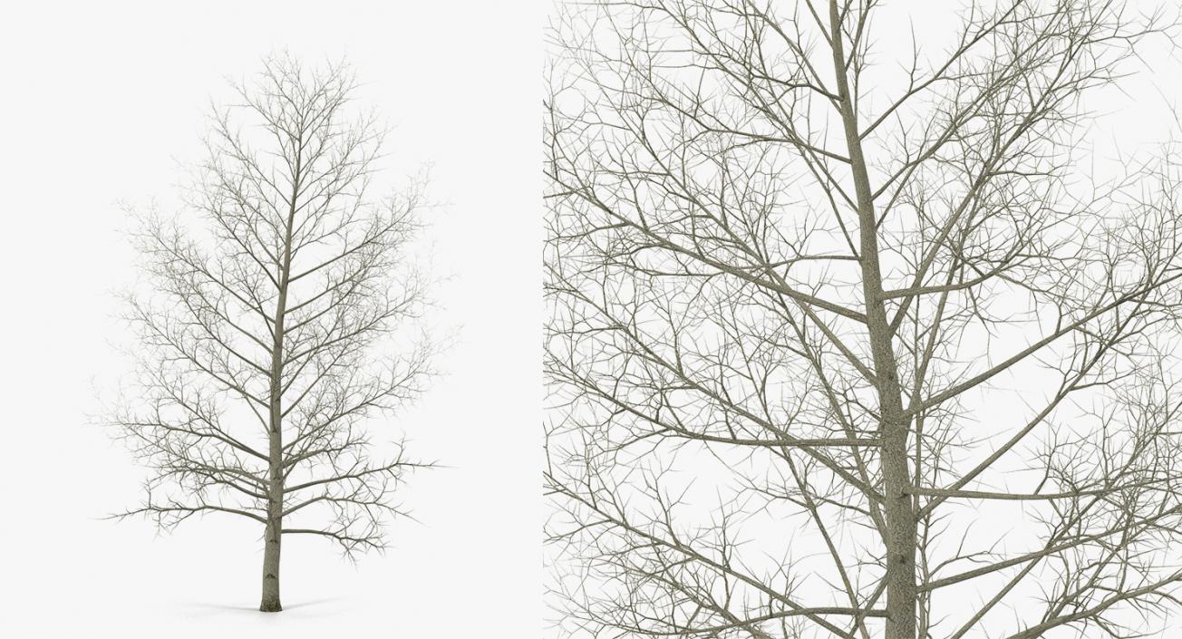 3D model Winter Trees Collection 2