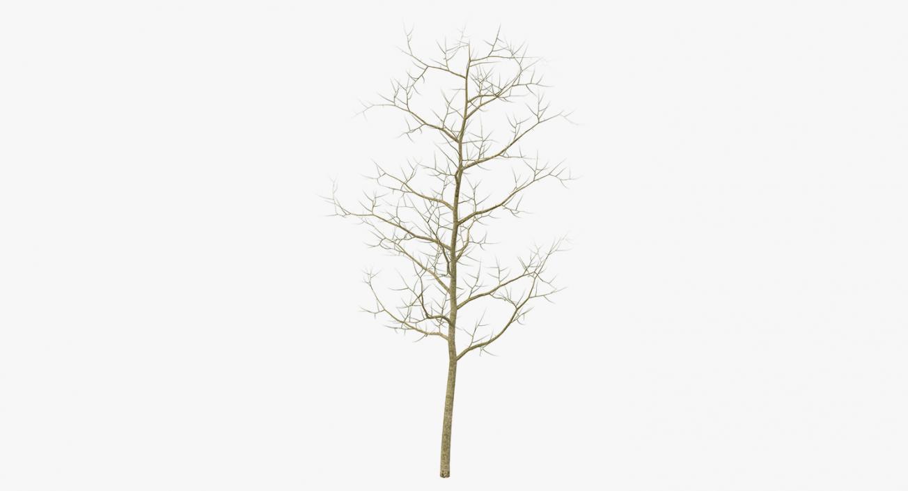 3D model Winter Trees Collection 2