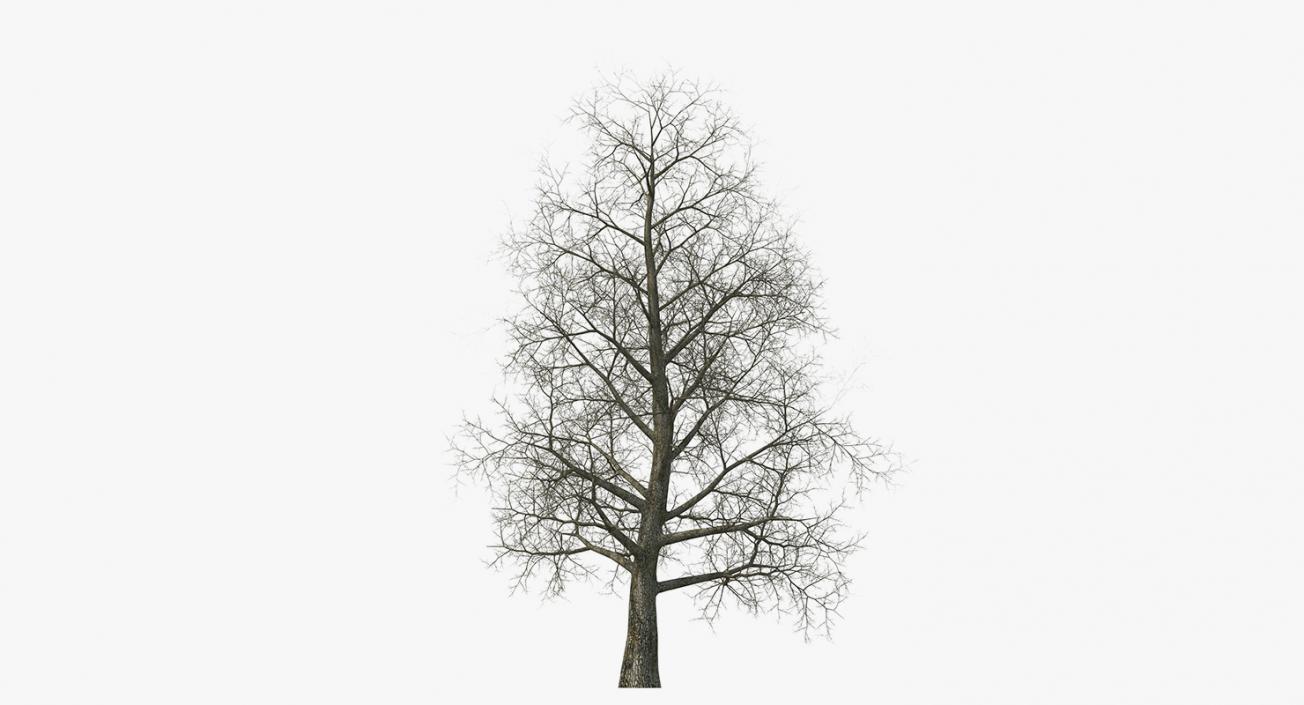 3D model Winter Trees Collection 2