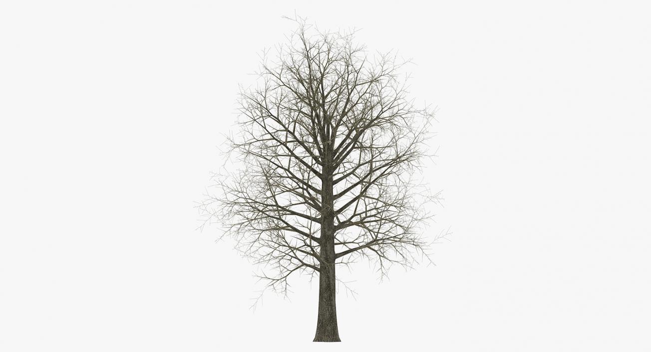 3D model Winter Trees Collection 2