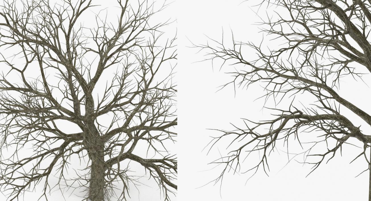 3D model Winter Trees Collection 2