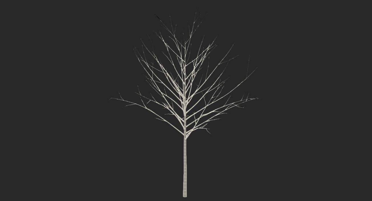 3D model Winter Trees Collection 2