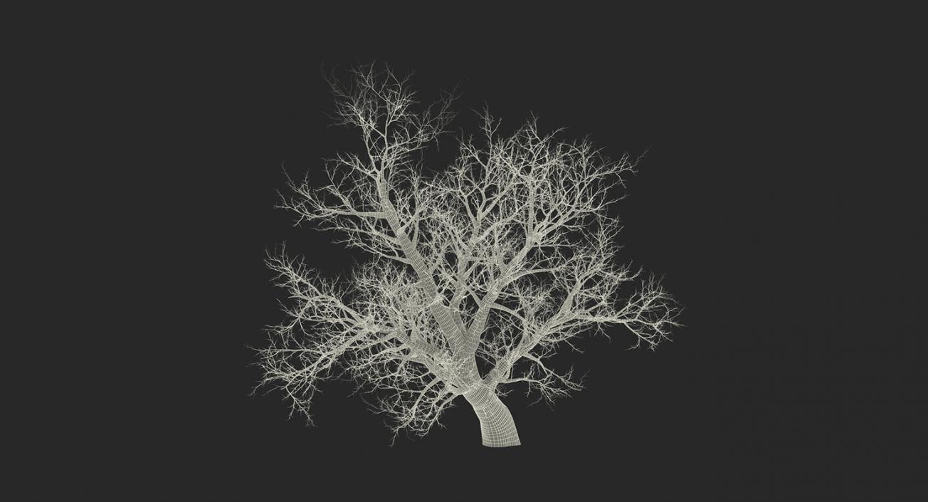 3D model Winter Trees Collection 2