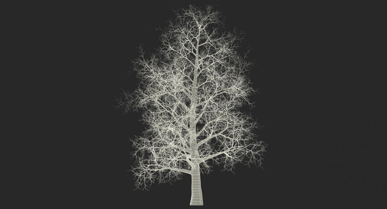 3D model Winter Trees Collection 2